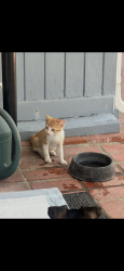 Found/Stray Female Cat last seen Arnwood & Jimenez, Los Angeles, CA 91342