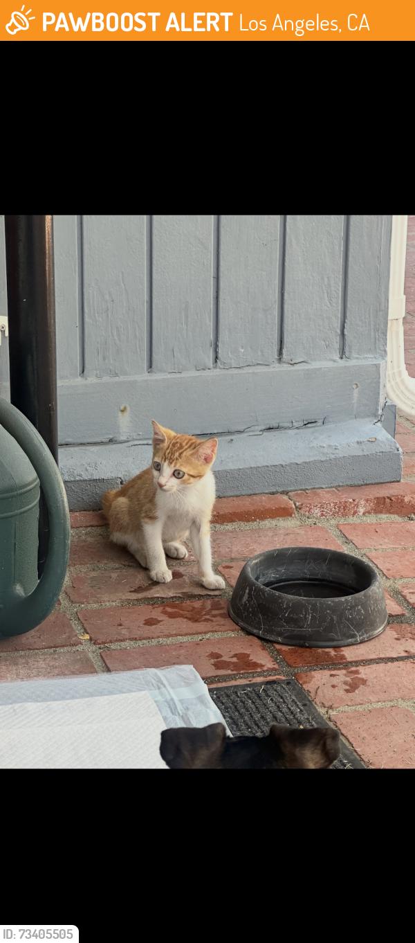 Found/Stray Female Cat last seen Arnwood & Jimenez, Los Angeles, CA 91342