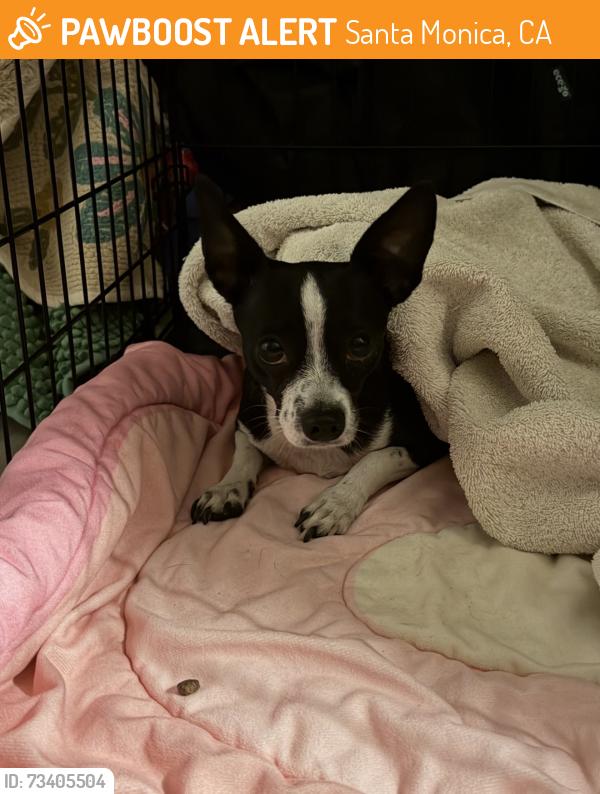 Found/Stray Female Dog last seen Santa Monica Pier, Santa Monica, CA 90401