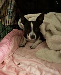 Found/Stray Female Dog last seen Santa Monica Pier, Santa Monica, CA 90401