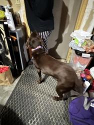 Found/Stray Male Dog last seen Nw 12th and Fletcher, Lincoln, NE 68521