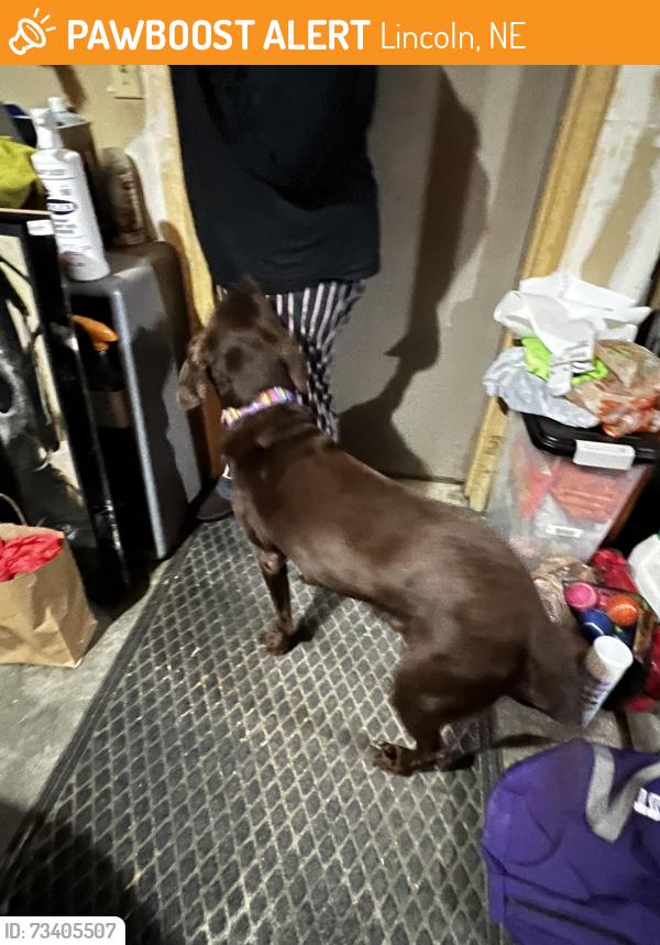 Found/Stray Male Dog last seen Nw 12th and Fletcher, Lincoln, NE 68521