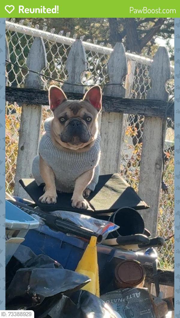 Reunited Male Dog last seen Mini drive, Vallejo, CA 94589