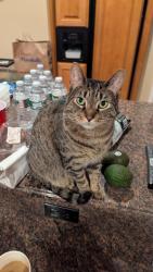 Lost Female Cat last seen End of Sachs Ave, or near St. Stephen Ukrainian Catholic Church, Toms River, NJ 08755