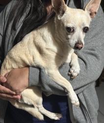 Reunited Female Dog last seen Evans Rd x Ballesteros St, Perris, CA 92571