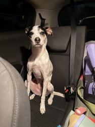 Reunited Female Dog last seen Edward’s and Garden Grove blvd in tract, Orange County, CA 92844