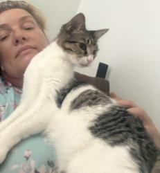 Reunited Female Cat last seen Summerlin and San Carlos, Lee County, FL 33908