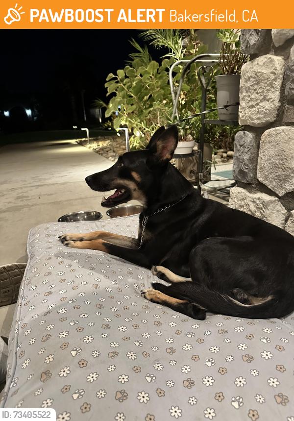 Found/Stray Female Dog last seen Efada and Reddick, Bakersfield, CA 93312