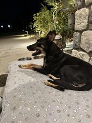 Found/Stray Female Dog last seen Efada and Reddick, Bakersfield, CA 93312