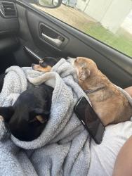 Lost Female Dog last seen Friedman square Fort Wayne,in, Fort Wayne, IN 46802