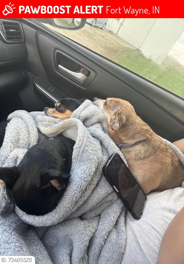 Lost Female Dog last seen Friedman square Fort Wayne,in, Fort Wayne, IN 46802