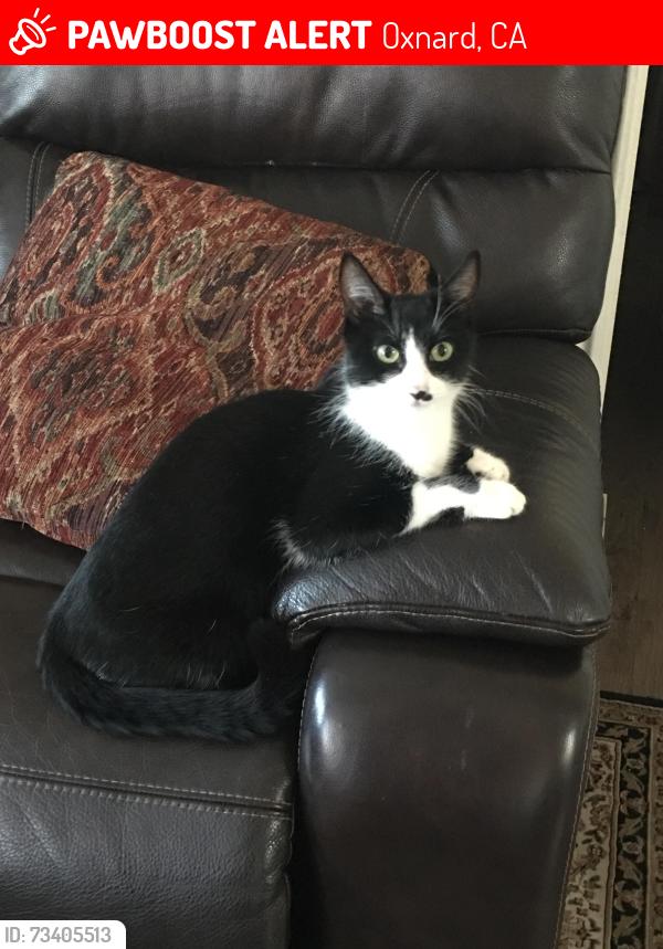 Lost Female Cat last seen Rose ave 3642avocado Ln Oxnard, Oxnard, CA 93033