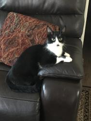 Lost Female Cat last seen Rose ave 3642avocado Ln Oxnard, Oxnard, CA 93033
