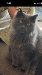Reunited Female Cat last seen Narbonne and 241st, Lomita, CA 90717