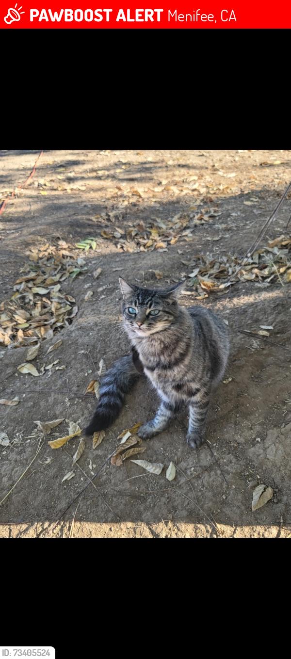 Lost Female Cat last seen Pleasant Valley rd&holland, Menifee, CA 92584