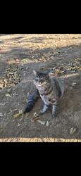 Lost Female Cat last seen Pleasant Valley rd&holland, Menifee, CA 92584