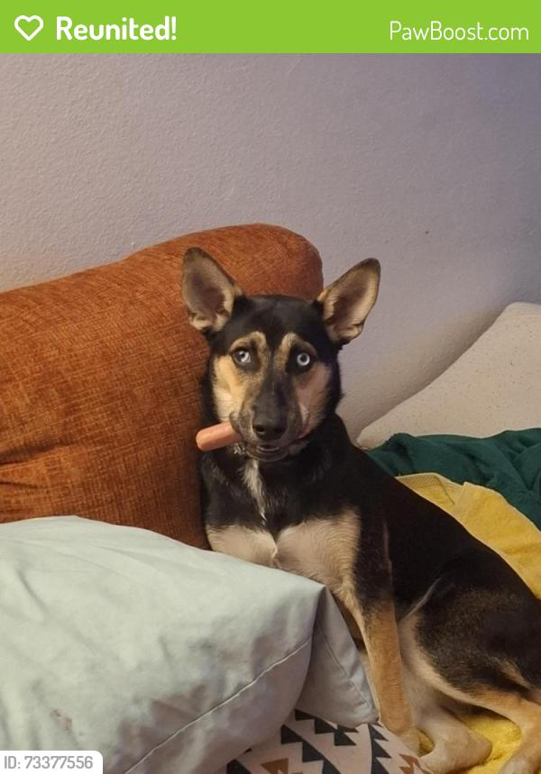 Reunited Female Dog last seen Southern & Alma School, Mesa AZ, Mesa, AZ 85210