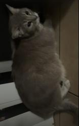 Lost Male Cat last seen Near w diamond st anaheim 92802, Anaheim, CA 92801