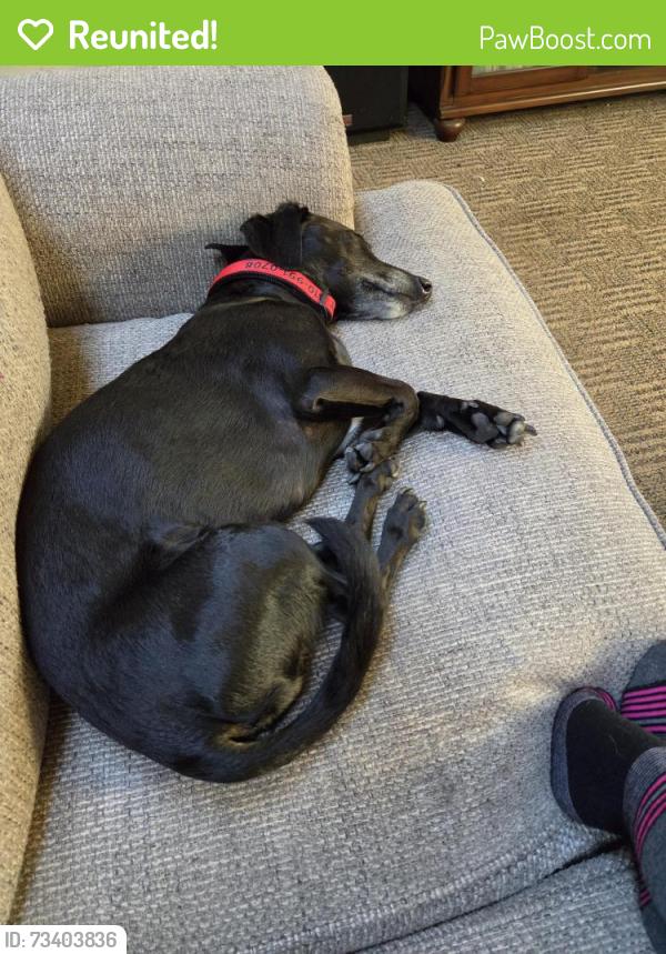 Reunited Male Dog last seen Se 17th circle and Olympia, Vancouver, WA 98683