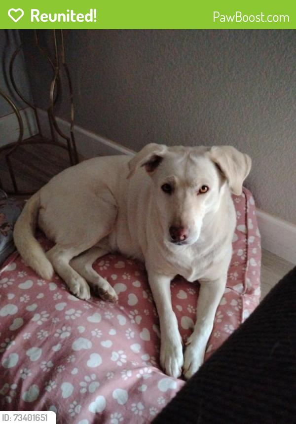Reunited Female Dog last seen W Indian school & 75th, Phoenix, AZ 85033