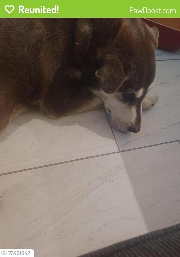 Reunited Male Dog last seen W Indian school & 75th, Phoenix, AZ 85033