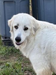 Lost Female Dog last seen County rd 87, hwy 90, Taylor still rg, cowpen, I 10, Robertsdale, AL 36567