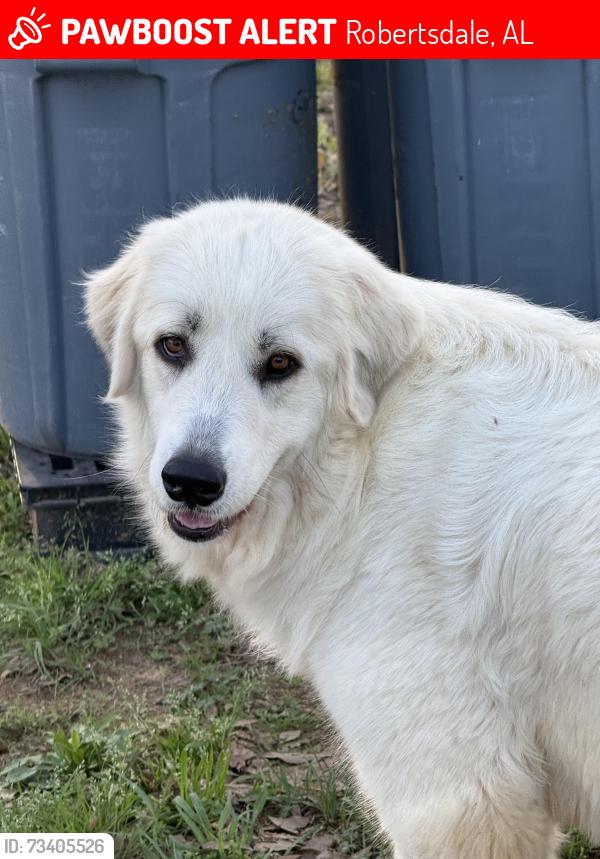 Lost Female Dog last seen County rd 87, hwy 90, Taylor still rg, cowpen, I 10, Robertsdale, AL 36567