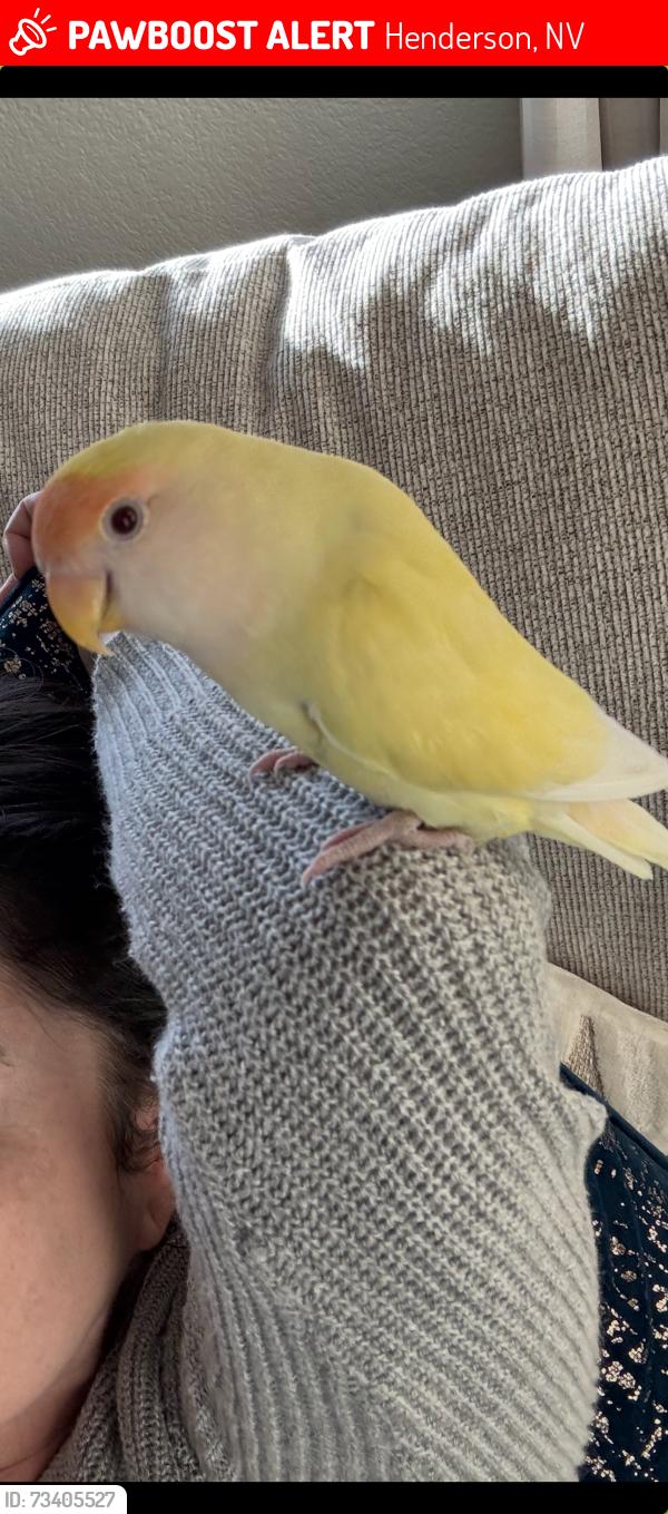 Lost Female Bird last seen Canary song and galleria, Henderson, NV 89011