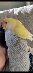 Lost Female Bird last seen Canary song and galleria, Henderson, NV 89011