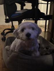 Reunited Male Dog last seen W first street and south hesperian, Santa Ana, CA 92703