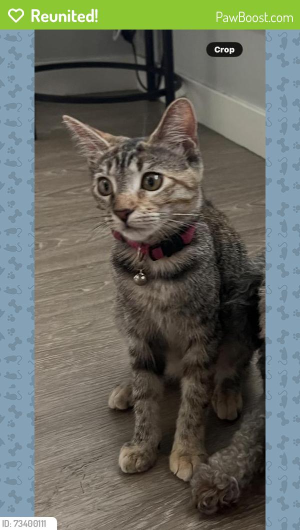 Reunited Female Cat last seen Near E 11th St, Long Beach, CA 90813, USA, Long Beach, CA 90813