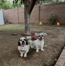 Reunited Male Dog last seen 24th drive north of osborn, Phoenix, AZ 85015