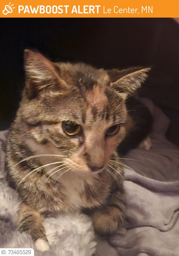 Found/Stray Unknown Cat last seen Garbage and Recycling area in Le Center, MN, Le Center, MN 56057
