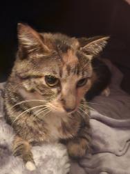Found/Stray Unknown Cat last seen Garbage and Recycling area in Le Center, MN, Le Center, MN 56057