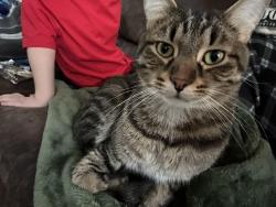 Lost Male Cat last seen Schuyler Kankakee, Kankakee, IL 60901