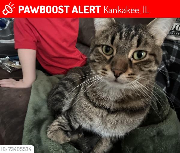 Lost Male Cat last seen Schuyler Kankakee, Kankakee, IL 60901