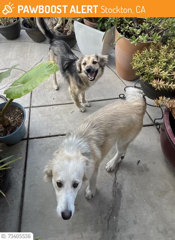 Found/Stray Unknown Dog last seen 8th street, Stockton, CA 95206