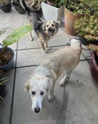 Found/Stray Unknown Dog last seen 8th street, Stockton, CA 95206