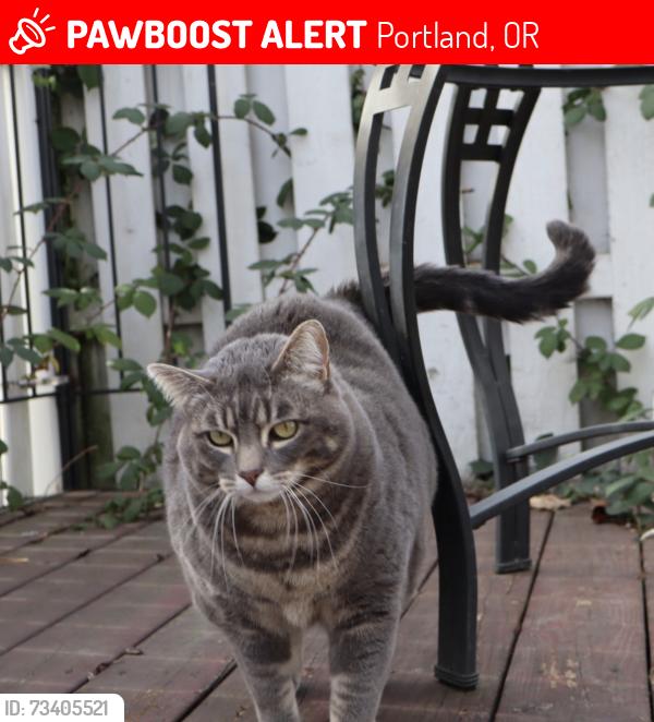 Lost Female Cat last seen SE Boise, Portland, OR 97266