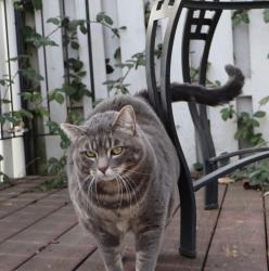 Lost Female Cat last seen SE Boise, Portland, OR 97266