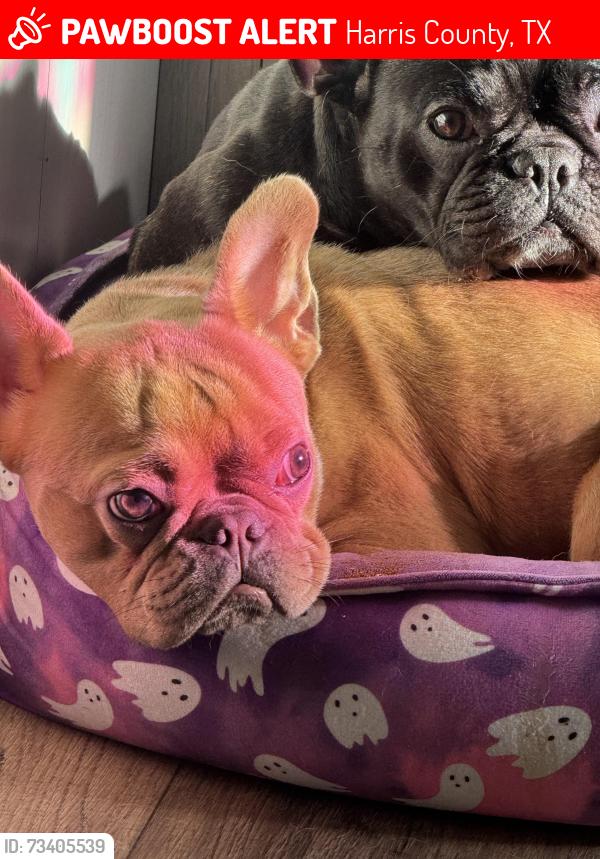Lost Female Dog last seen Timberwilde mobile home subdivision, Harris County, TX 77389