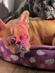 Lost Female Dog last seen Timberwilde mobile home subdivision, Harris County, TX 77389