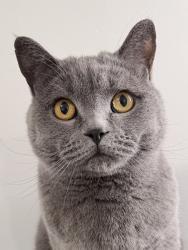Lost Male Cat last seen shell road and Williams road, Richmond, BC 