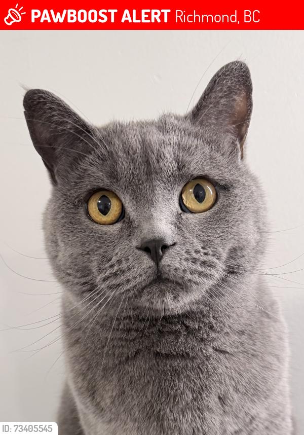 Lost Male Cat last seen shell road and Williams road, Richmond, BC 