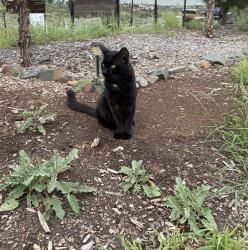 Lost Male Cat last seen E Henderson rd, blue rock gas station, Dewey-Humboldt, AZ 86327