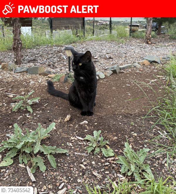 Lost Male Cat last seen E Henderson rd, blue rock gas station, Dewey-Humboldt, AZ 86327