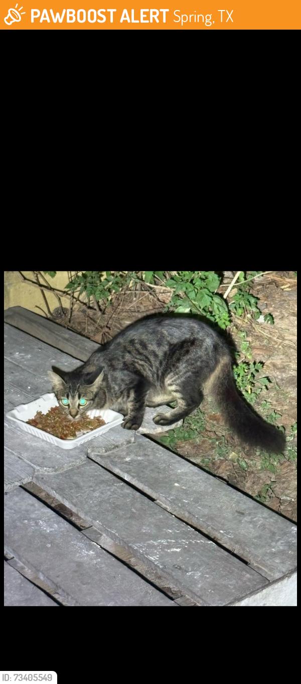 Found/Stray Unknown Cat last seen Louetta &Klein church road, Spring, TX 77379