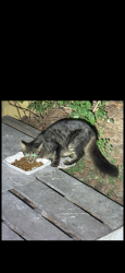 Found/Stray Unknown Cat last seen Louetta &Klein church road, Spring, TX 77379