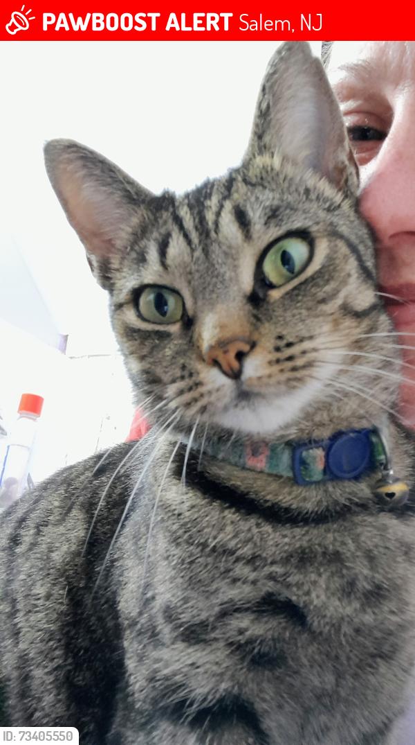 Lost Female Cat last seen Chestnut Terrace, Salem, NJ 08079