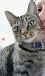 Lost Female Cat last seen Chestnut Terrace, Salem, NJ 08079